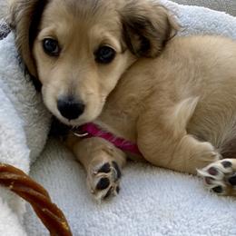 Dachshund Puppies from Meadow Ridge Dachshunds