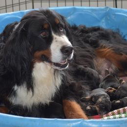 Clara - Rottweiler
