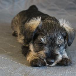 AKC Houston - Salt and pepper male Miniature Schnauzer puppy in Richardton, North Dakota from Crooked Tree Ranch