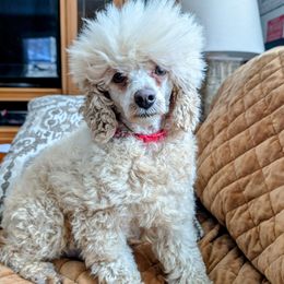 Sugar - Poodle