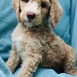 Poodle Puppies from Red Bayou Kennels, LLC