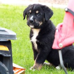 Chinook Puppies from Desert Sol Chinooks