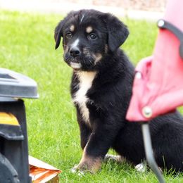 Chinook Puppies from Desert Sol Chinooks
