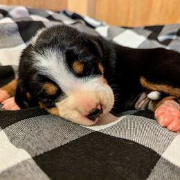 Greater Swiss Mountain Dog Puppies from Greater Swiss of Whitetail Acres