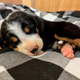 Greater Swiss Mountain Dog Puppies from Greater Swiss of Whitetail Acres