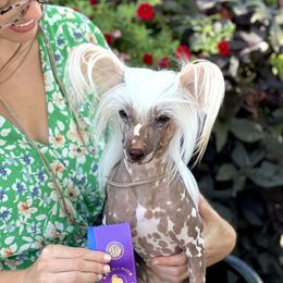 Heather - Chinese Crested