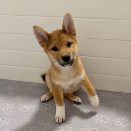 Dax - Red male Shiba Inu puppy in Houston, Texas from Sakura Blossom Shibas