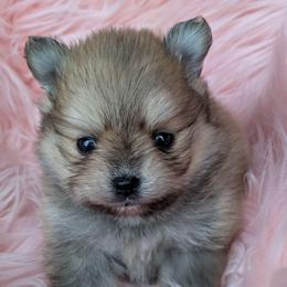 Blossom - Orange sable female Pomeranian puppy in Utah from Pop Off Pomeranians