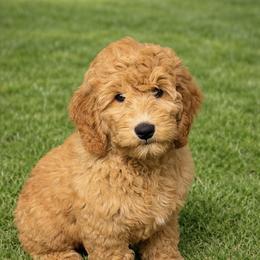 Leonidas - Red  male Goldendoodle puppy in Boise, Idaho from Goldendoodle Baby