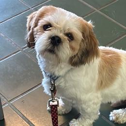 Companion Crosses, Lhasa Apsos, and Shih Tzus from The Ruff Life Tribe