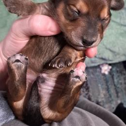 Shaded red boy - Red male Dachshund puppy in Springdale, Washington from TNT MINI DACHSHUNDS