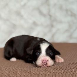 Spatula - Red & white female Australian Shepherd puppy in Argyle, Iowa from Country Time Kennels