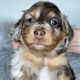 Dachshund Puppies from That Beautiful Dachshund