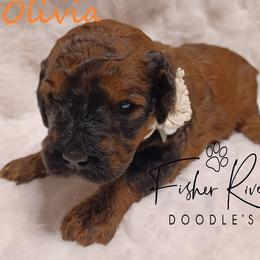 Goldendoodle and Poodle Puppies from Fisher River Doodle's