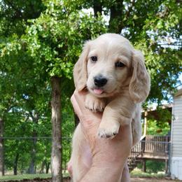 Black Base Cream Boy - Cream male Dachshund puppy in Oklahoma City, Oklahoma from Jess’s Dachshunds