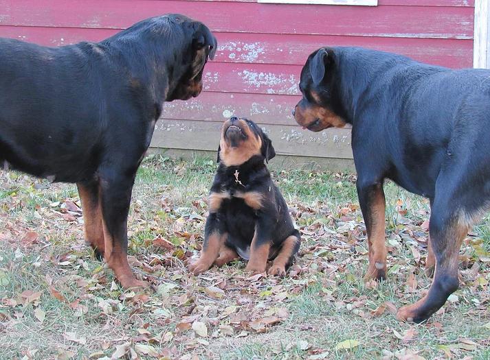 Medieval Rottweilers in New York | Rottweiler puppies | Good Dog
