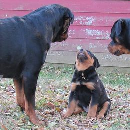 Rottweilers from Medieval Rottweilers