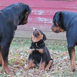 Rottweilers from Medieval Rottweilers