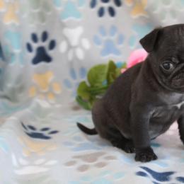 Kylie - Black female Pug puppy in Tuscola, Illinois from Dream on puppies