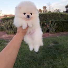 Blizzard - White male Pomeranian puppy in Las Vegas, Nevada from PupsByNikki