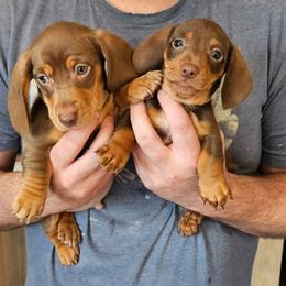 Dachshund Puppies from Wilson's Kennels