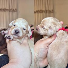 Phil - Cream male Dachshund puppy in Hornbeck, Louisiana from A&Z Mini Dachshunds