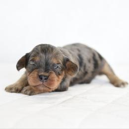 Girl 3 - Merle female Cavapoo puppy in Lawton, Oklahoma from Lindsey’s Cavies