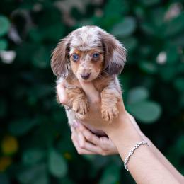 Coco - Dapple female Dachshund puppy in Fort Myers, Florida from Blossom Paws