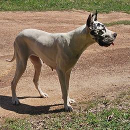 Jayde - Great Dane