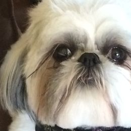 Maltese, Pomeranians, and Shih Tzus from Johnny's Pets