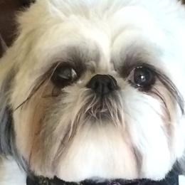 Maltese, Pomeranians, and Shih Tzus from Johnny's Pets