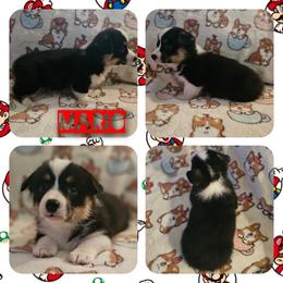 Boy 1 - Black and tan male Pembroke Welsh Corgi puppy in Rensselaer, Indiana from STR Corgis