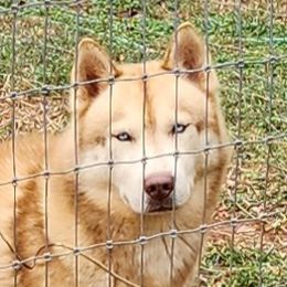 Tate - Siberian Husky