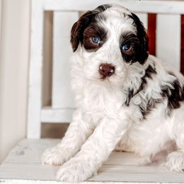 Croissant - Australian Labradoodle puppy from Southern Meadows Doodles