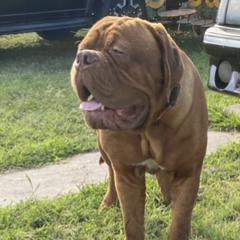 Mufasa  - Dogue de Bordeaux