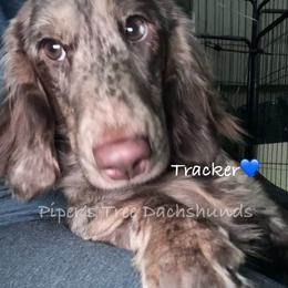 TRACKER - Dapple male Dachshund puppy in Shelton, Connecticut from Piper’s Tree Dachshunds