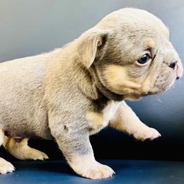 King Kong - Blue fawn male French Bulldog puppy in Edmonds, Washington from Matra French Bulldogs