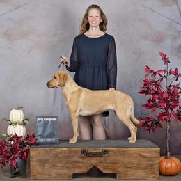 Labrador Retriever All Grown Up from Mo Ghra' Labrador