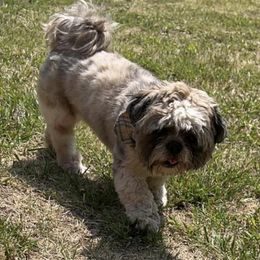Shih Tzus from Wes-Trac Shih Tzus