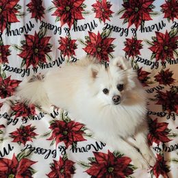 Pomeranians from Barcenas Poms