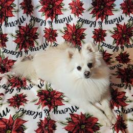 Pomeranians from Barcenas Poms
