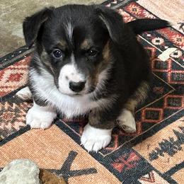 Girl 1 - Black and white female Cardigan Welsh Corgi puppy in Buskirk, New York from Hana-K’s Cardigan Welsh Corgis