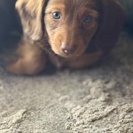 Dachshund Puppies from Golden paws dachshunds