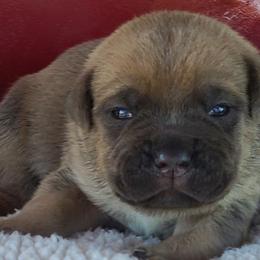 Cane Corso from Burlap N Lace Cane Corso's