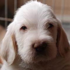 Spinone Italiano Puppies from Boe Dogs