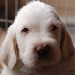 Spinone Italiano Puppies from Boe Dogs