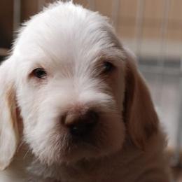 Spinone Italiano Puppies from Boe Dogs