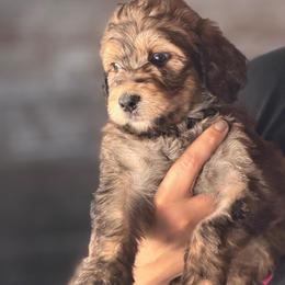 Peanut - Tri-color female Bernedoodle puppy in Phelan, California from PuppyPaws4U