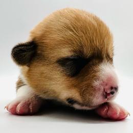 Gimli - Red male Pembroke Welsh Corgi puppy in Aumsville, Oregon from West Coast Corgi