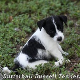 Cricket - White and black female Russell Terrier puppy in Citra, Florida from Butterball Kennel